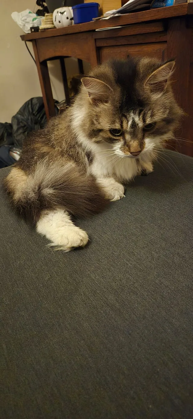 Her name is Diamond. - Windmill Walk, London