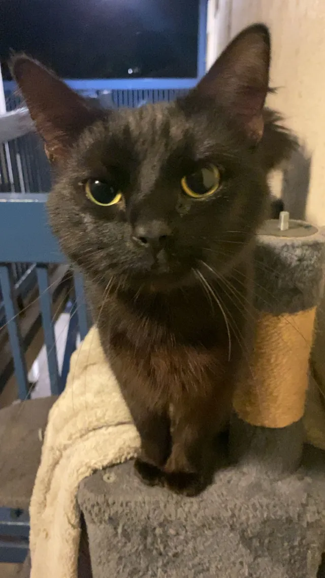 Reginald - Cranford Lane, Hounslow