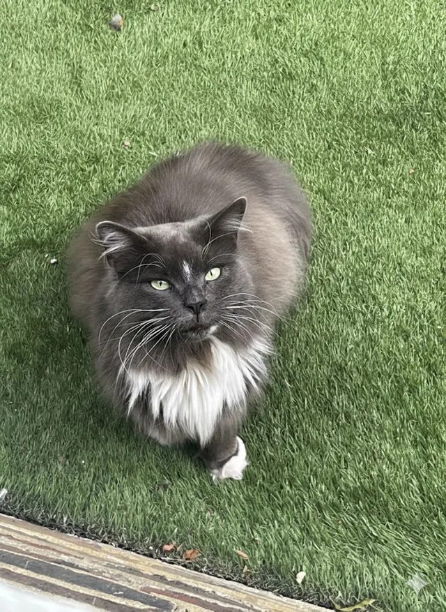 Perdita - Saint Peter's Street, London