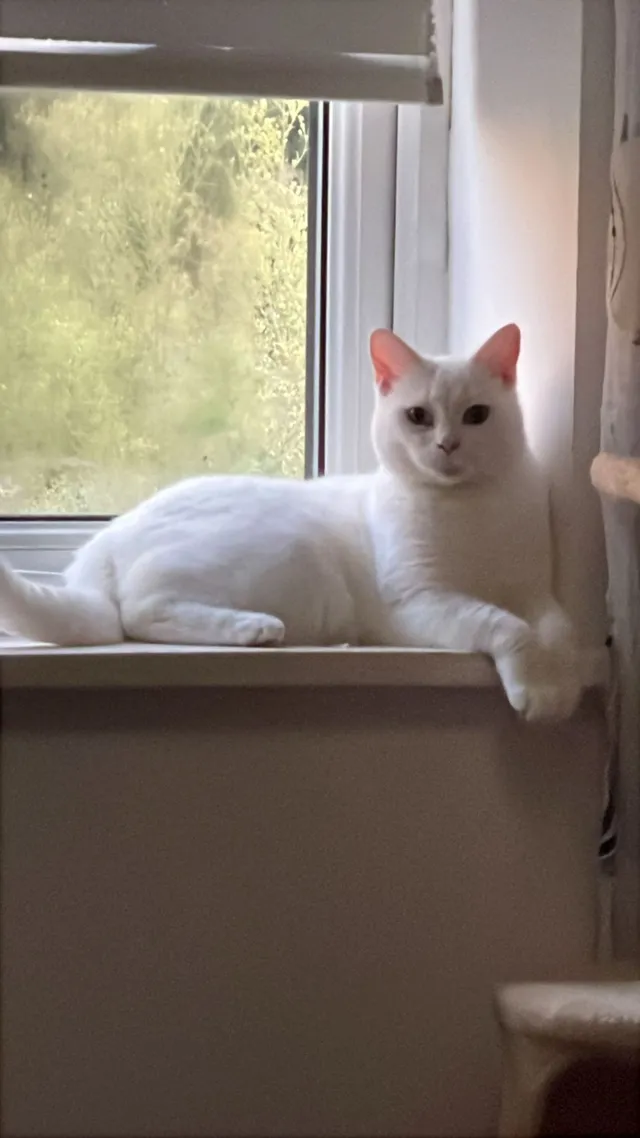 Bella - Black Horse Close, Darlaston, Wednesbury