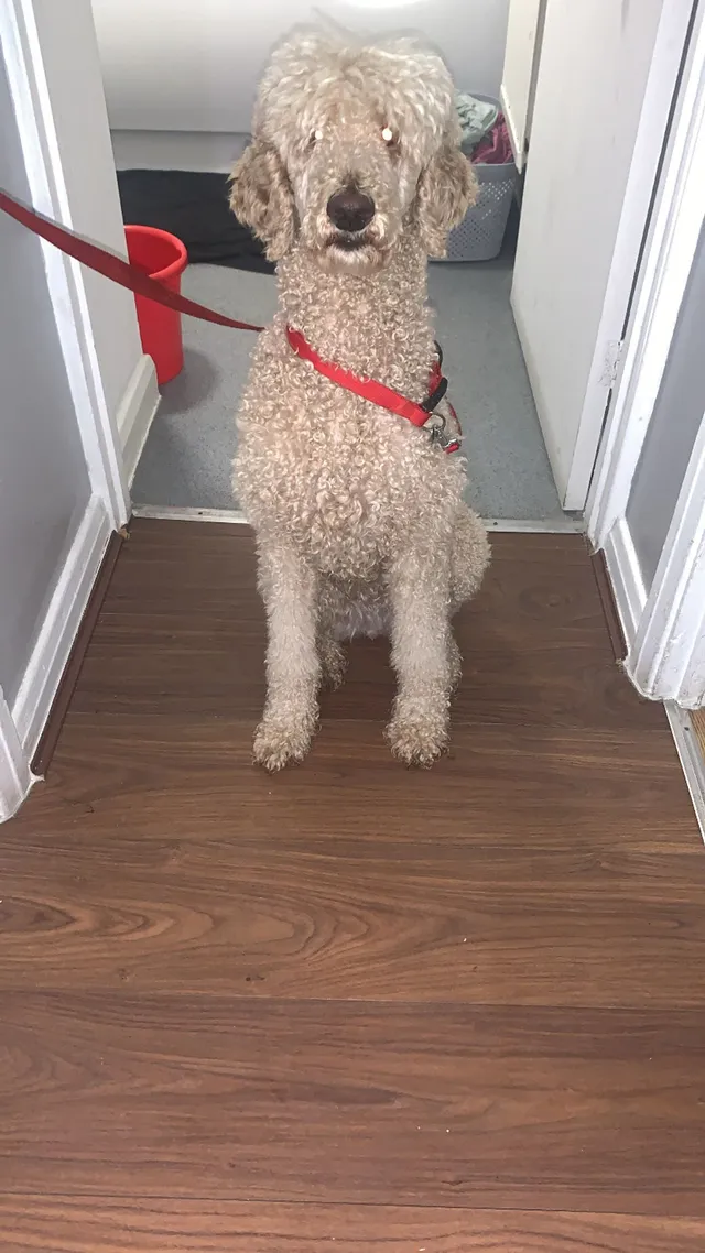 Esme - Church Street, Dagenham
