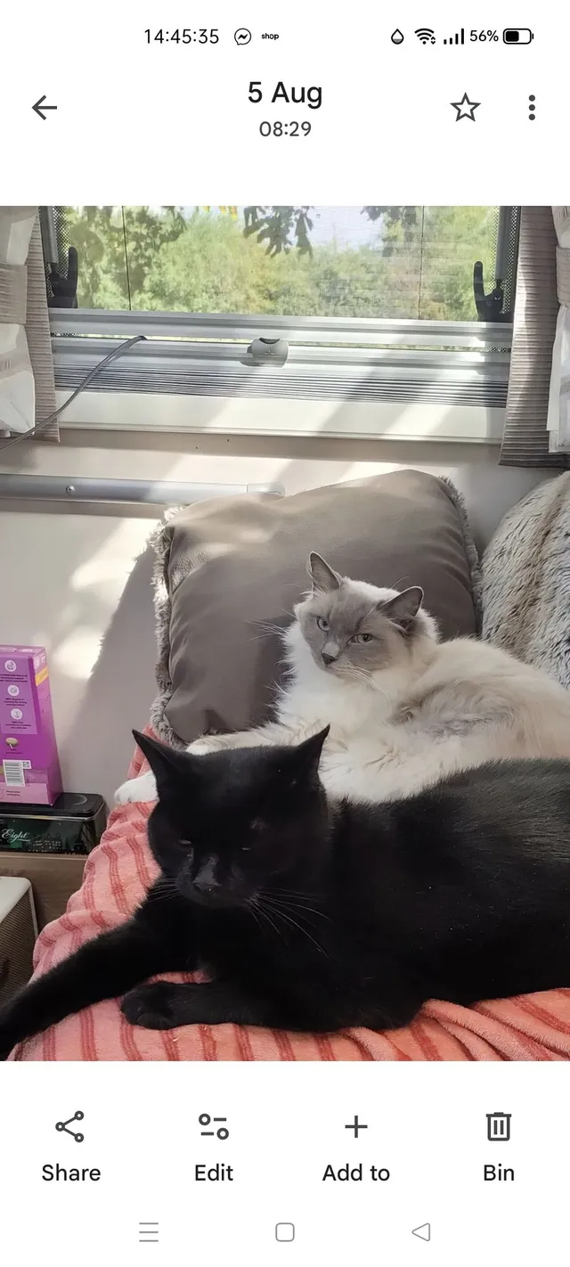 Lucky and Meisha - Brough