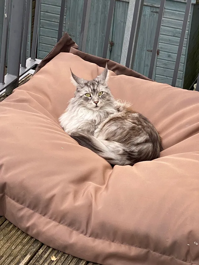 Queenie - Plymouth