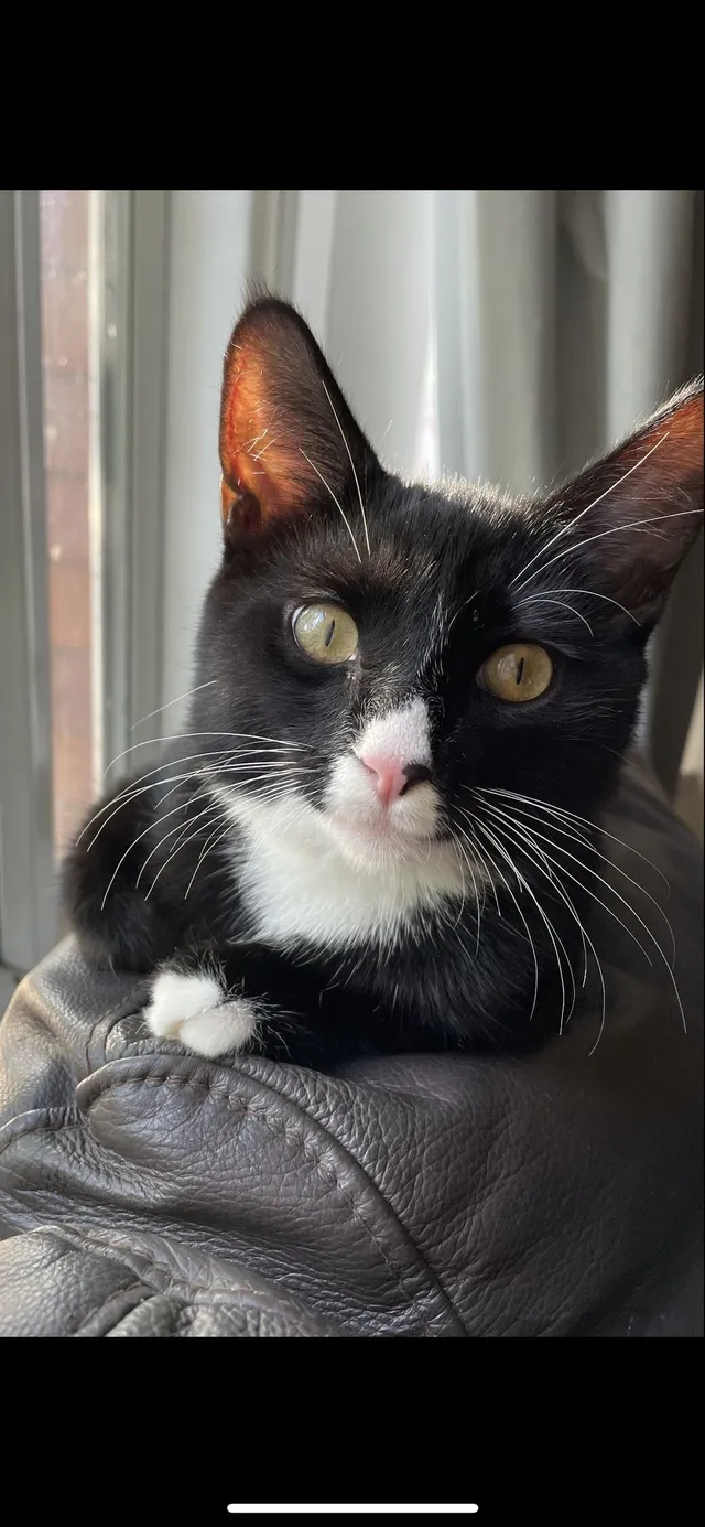 Georgie - Smyrna Street, Oldham