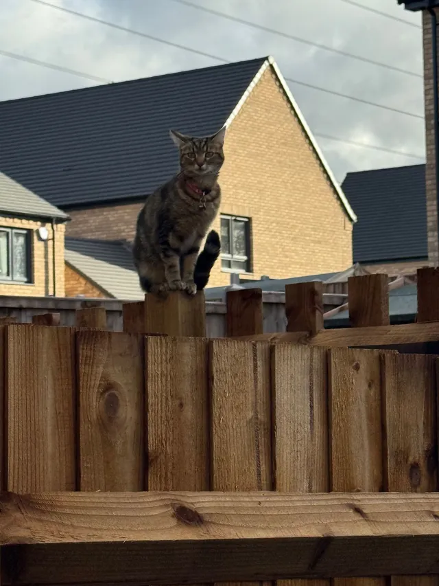 Coco - Greenhithe