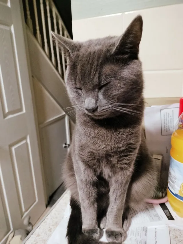 Diogo - Portsmouth Crescent, Basingstoke