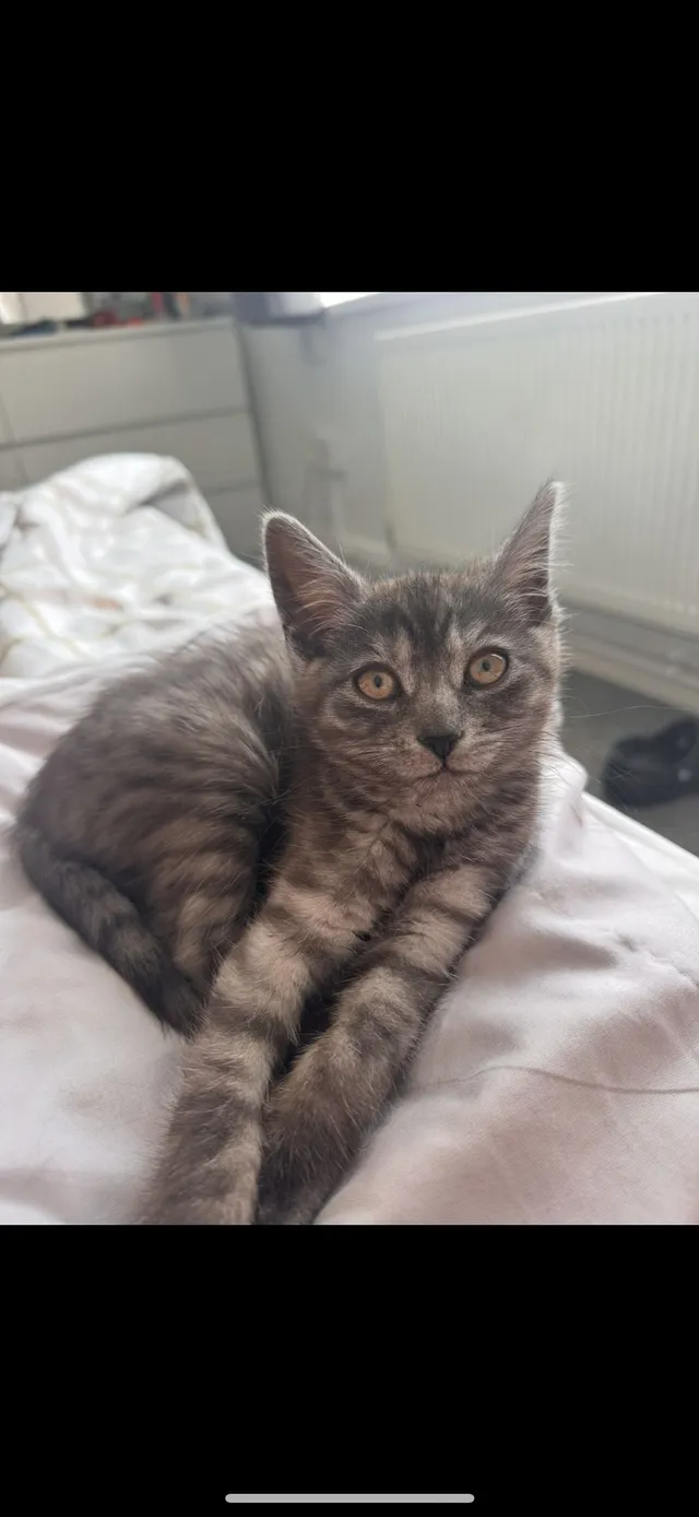 Narla - Shakespeare Crescent, Newport