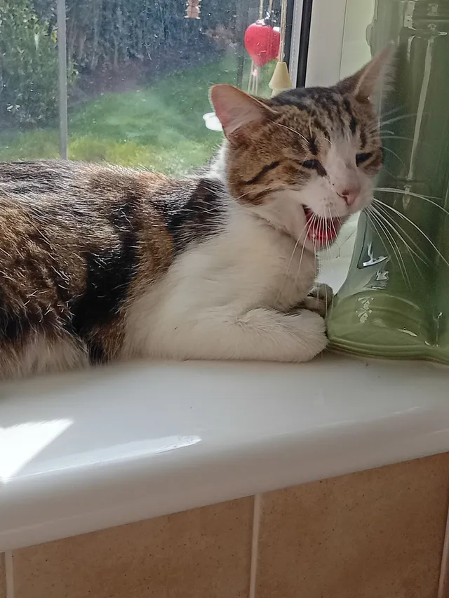 Toby - Wallace Road, Walsall