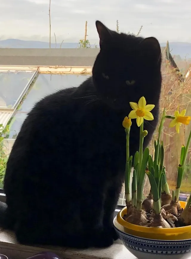 Sooty - Belfast