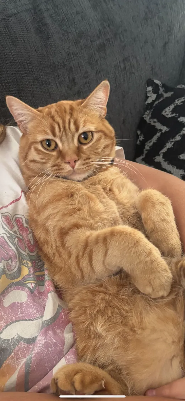 Harold - Warrington