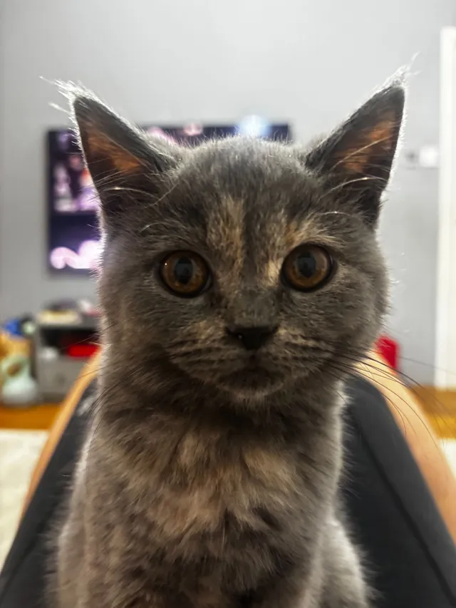 Luna - Becmead Avenue, Harrow