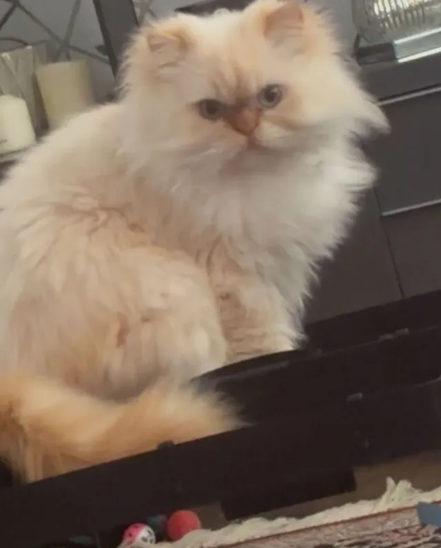 Fluffy - Windsor Road, Sunbury-on-Thames