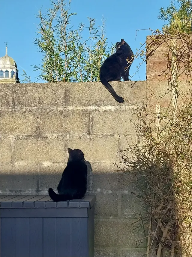 Jack - Shillito Road, Poole