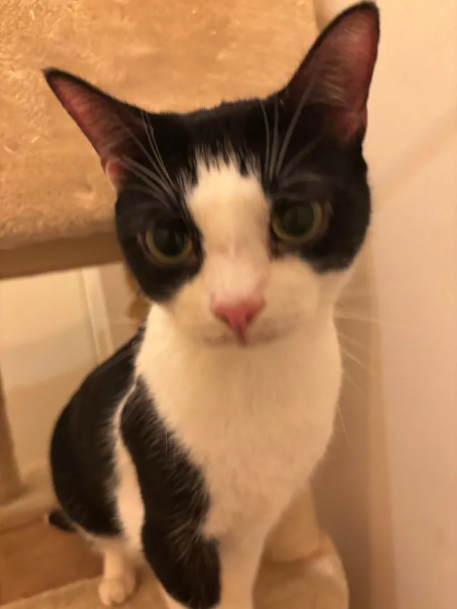 Missing Cat - Oakley Square, London