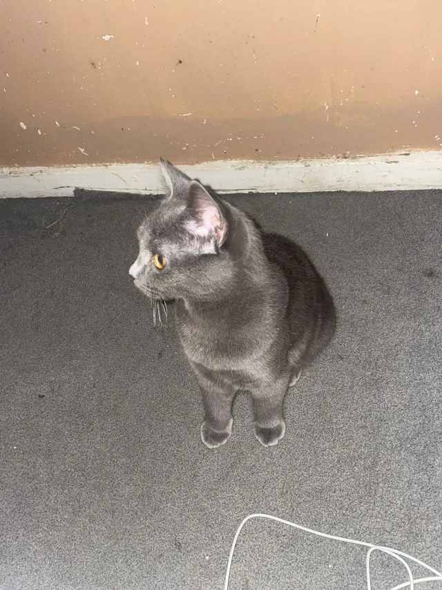 Grey - Great Brays, Harlow
