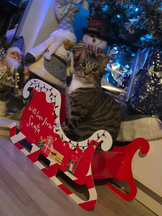 Gizmo - Thornton Heath