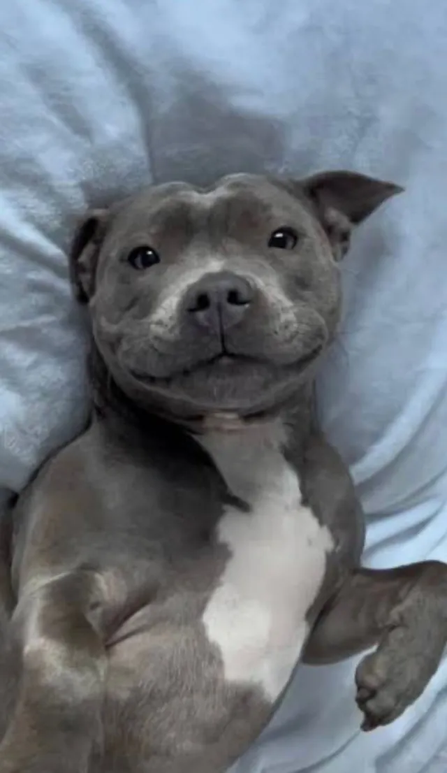 Tyson - Birmingham