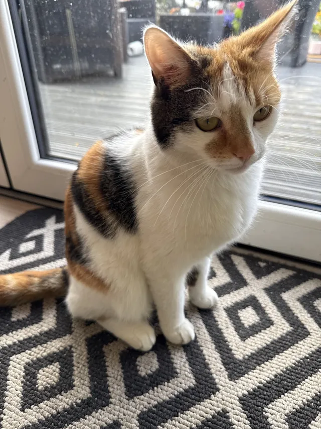 Dottie - Little Road, Edinburgh