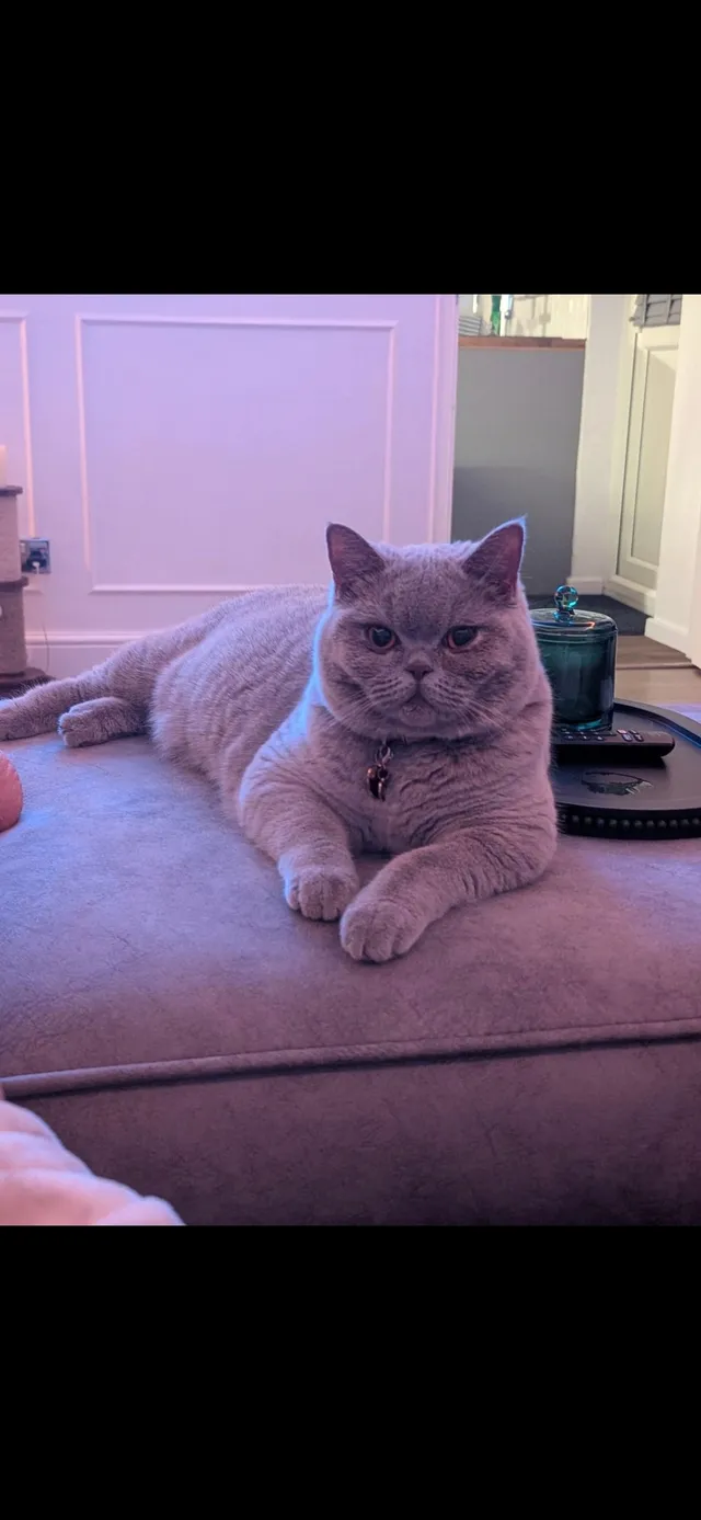 Duchess - Newfields, Welwyn Garden City