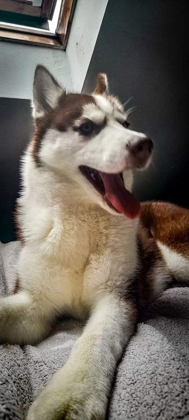 Lily - Willson Road, Littleover, Derby