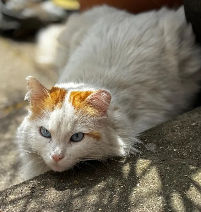 Skylar - Wardo Avenue, London