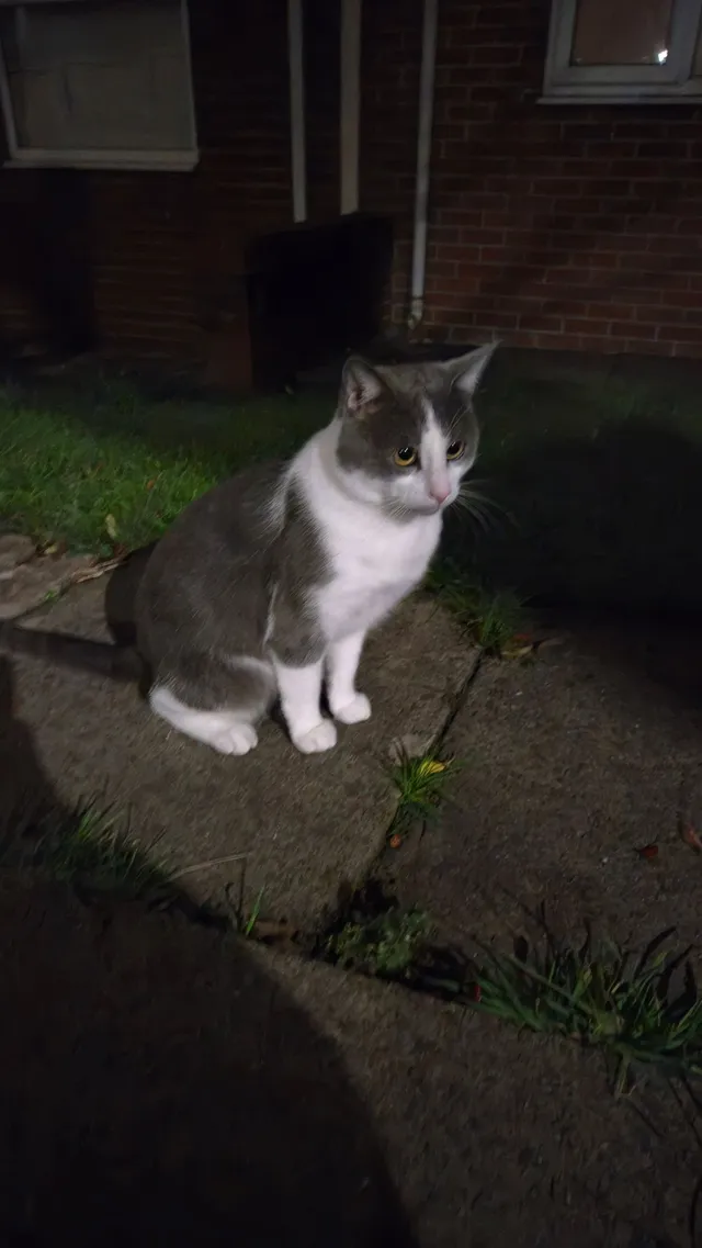 Mr Cat - Bambury Street, Longton, Stoke-on-Trent
