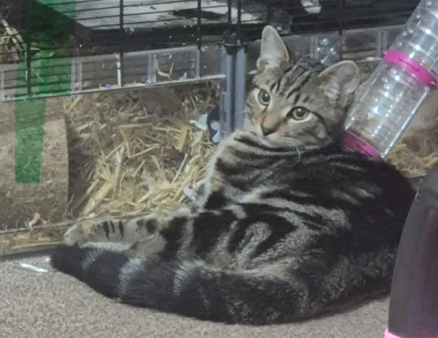TIGGER - Harrold Road, Rowley Regis