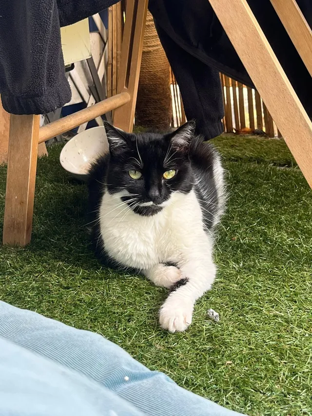 Maddie - Lovelace Gardens, Surbiton