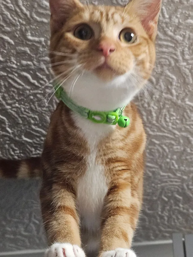 Tigger - Rosefield Road, Smethwick