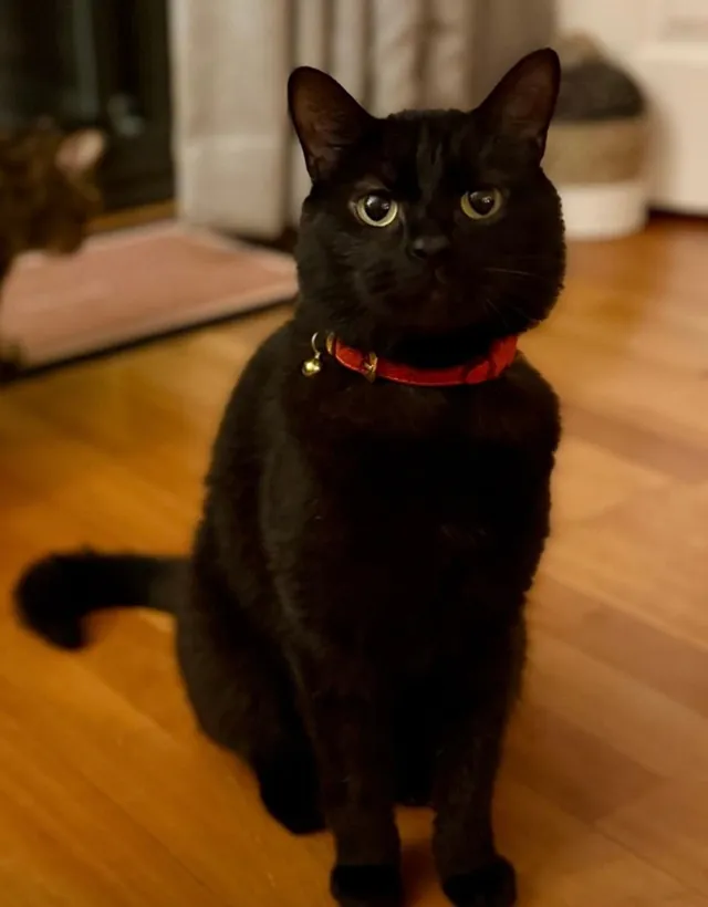 Max - Bunbury Way, Epsom