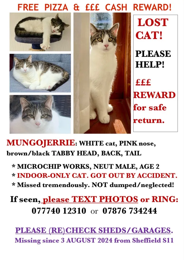 Mungojerrie - Sheffield