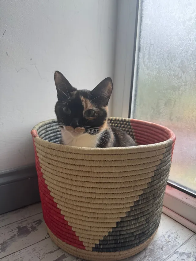 Missing Cat - Wood Street, Chelmsford