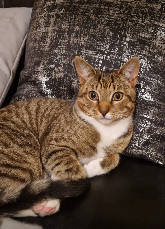 Maya - Thornton Heath