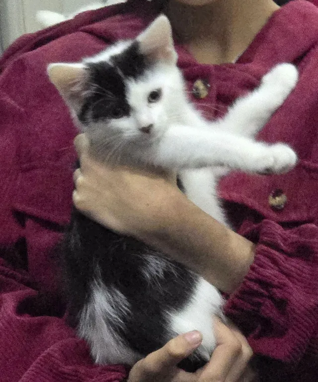 Oreo - Penrith Avenue, Oldham