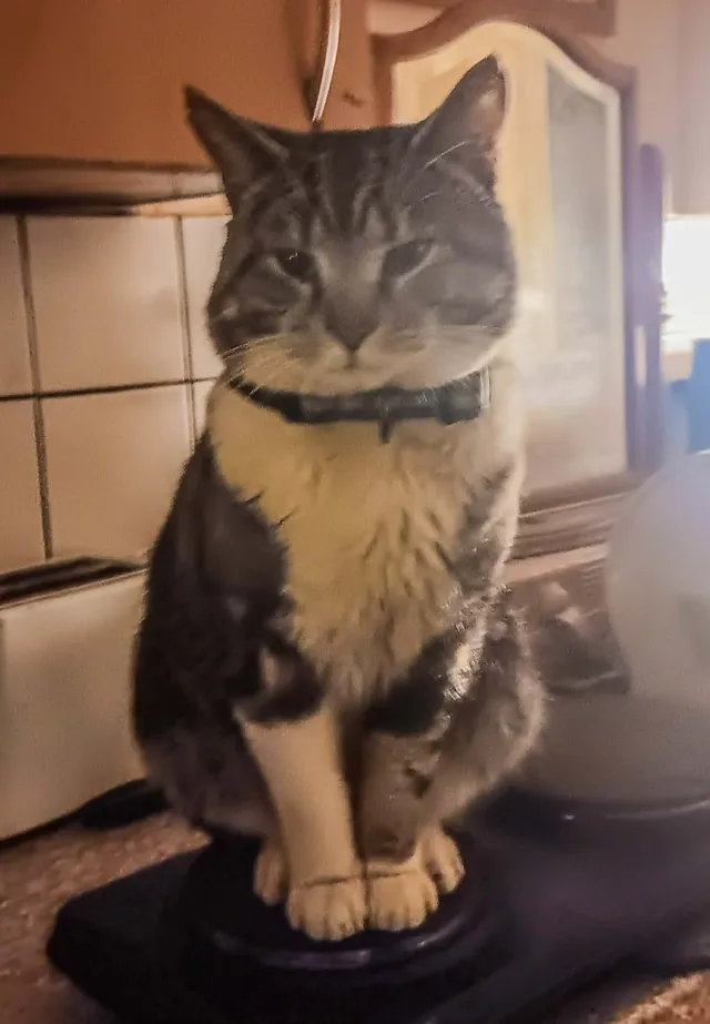 Mittens (mitz) - Herford Close, Corby