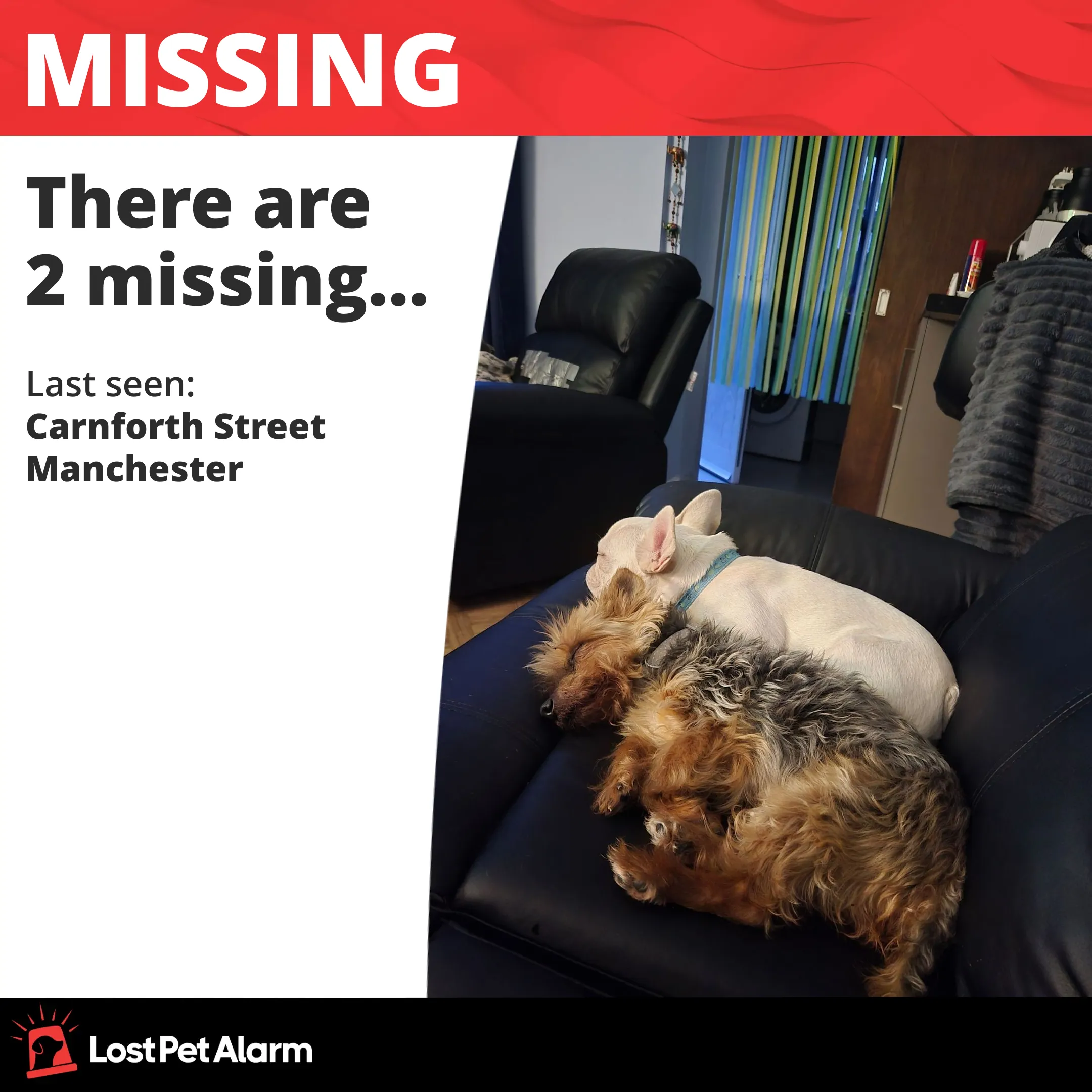 Missing pet photo